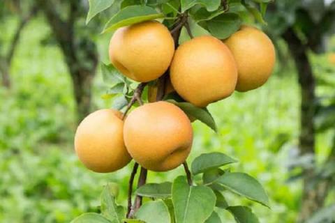 梨的成熟期是几月 1一12月水果成熟名单