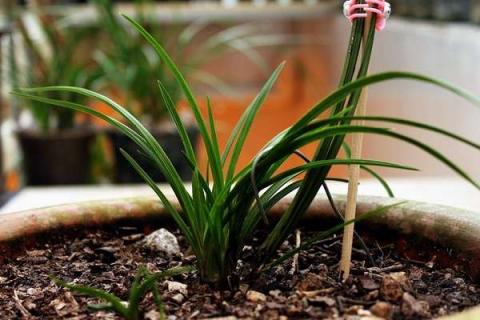 花根生虫子怎么办（花根生虫子了用什么药）