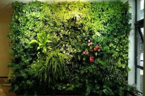 植物墙多少一平方（植物墙尺寸）
