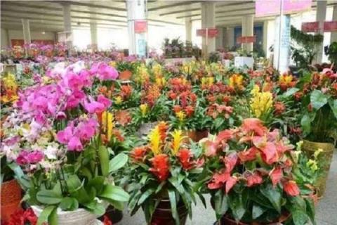 南京花卉批发市场在哪里 南京花卉批发市场在哪里有