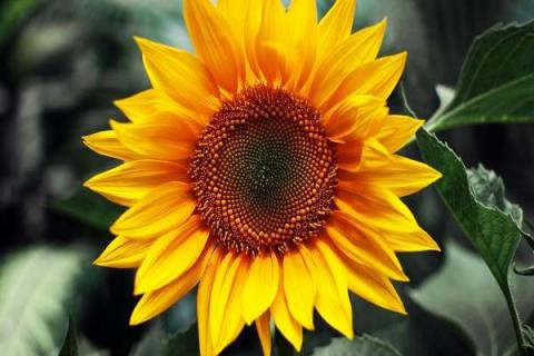 向日葵的萼片有几个 向日葵的种植方法