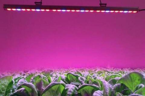 LED植物生长灯真的有用吗（led植物生长灯真的有用吗知乎）