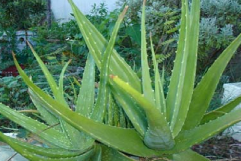 哪些植物除甲醛最好 怎么种植这些植物