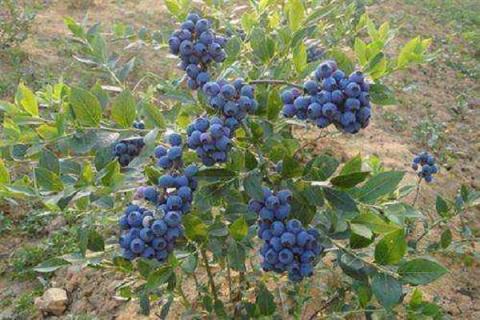 蓝莓用硫酸亚铁的方法 蓝莓怎么用硫酸亚铁