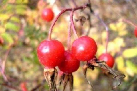 红色的酸酸的山上的野果是什么水果 红色酸酸甜甜的野果