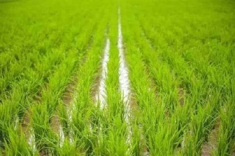 水稻是水生植物吗 水稻是水生植物吗还是陆生