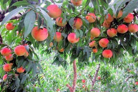 桃树亩产量一般多少斤 桃树的种植方法