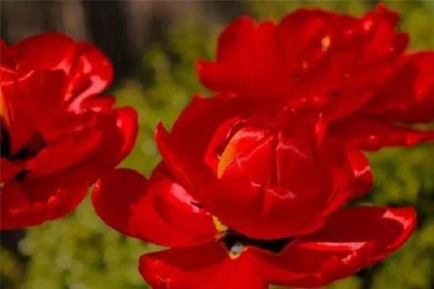 红花有几种 红花有几种哪个品种最好?