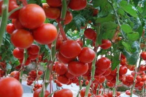盆栽番茄怎么养（盆栽番茄怎么养护和管理）