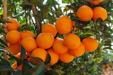 脐橙的花期是什么时候 脐橙开花时间