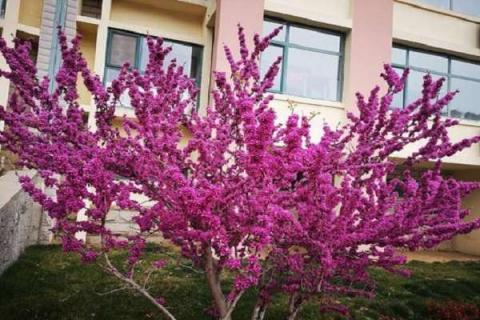紫荆树和紫荆花的区别是什么 紫荆树和紫荆花的区别是什么呢