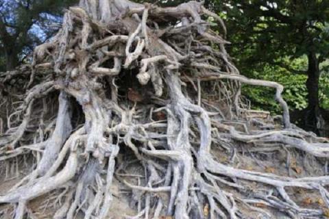 树根怎么快速腐烂 树根怎么快速腐烂又不会影响生长