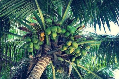 椰子树和槟榔树的区别是什么 椰子树和槟榔树有什么区别