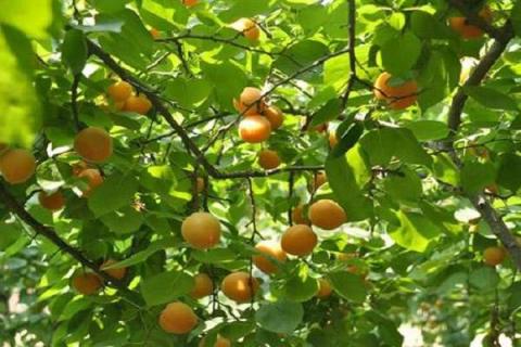 杏树和银杏树的区别是什么（杏树和银杏树一样吗）