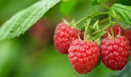覆盆子和树莓有什么区别 树莓和覆盆子的区别在哪里