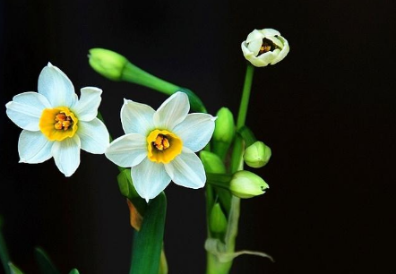 养水仙花对水分有什么要求（养水仙花对水分有什么要求吗）