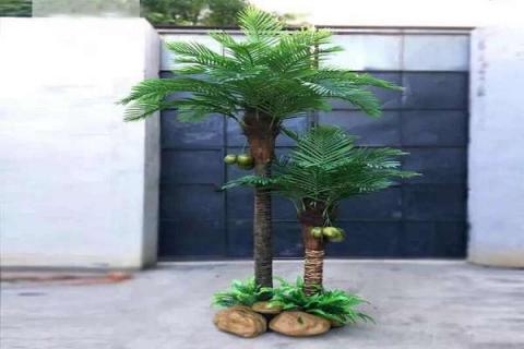 盆栽椰子树怎么养（盆栽椰子树怎么养护）