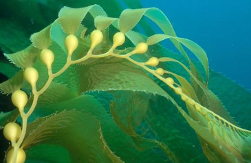 世界上最巨大的藻类的是什么 世界上最大的藻类植物