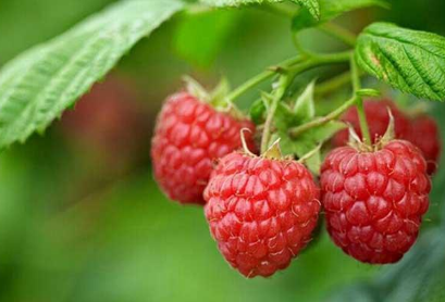 树莓和覆盆子怎么区分 树莓和覆盆子哪个好吃