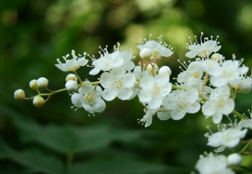 珍珠梅怎么养能开花（珍珠梅的养殖方法）