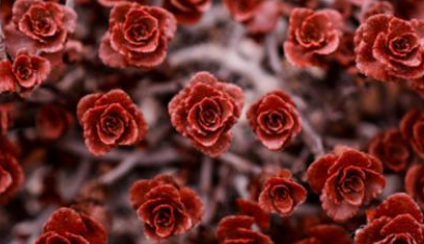 小球玫瑰怎么养出紫红色 小球玫瑰养殖方法