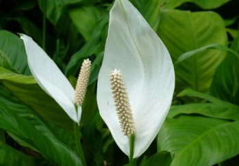 白鹤芋的种植方法 白鹤芋怎么养开花