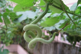 蛇瓜种植有什么要求 蛇瓜种植有什么要求吗