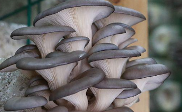 平菇的人工栽培方法 平菇栽培的一般流程