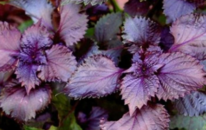 如何种植好紫苏 如何种植好紫苏苗