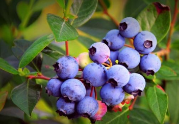蓝莓引种好种植陪护吗 蓝莓种植枝术
