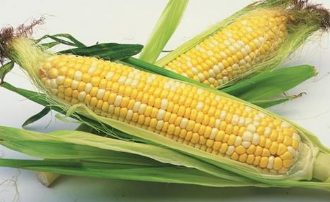 甜玉米的高产田间管理方法 甜玉米高产种植新技术
