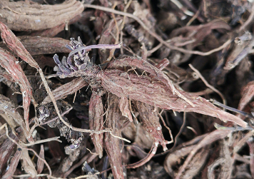 紫丹参种植技术 紫丹参种植技术什么样的产量最高