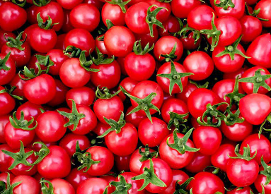 樱桃番茄根结线虫病 防治方法有哪些