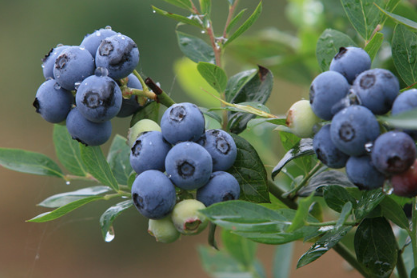 庭院蓝莓怎样种植 哪些养殖方法要掌握