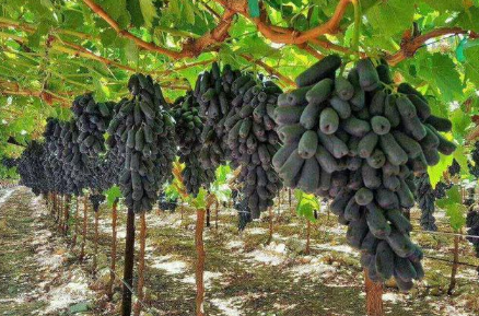 如何提高蓝宝石葡萄的产量呢