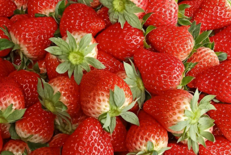 红颜草莓无病毒种苗繁殖技术