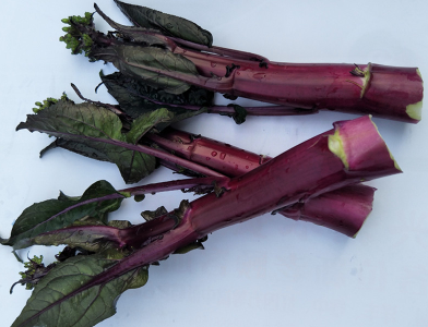 紫菜薹种植技术