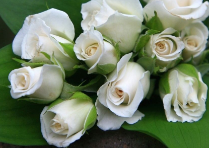 白玫瑰不能随便送人 白玫瑰不能随便送人为什么代表什么风水含义