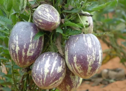 香瓜茄种植注意什么 养殖方法有哪些