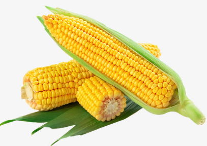 玉米如何科学种植