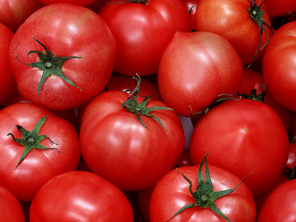 春夏茬番茄定植前后的管理