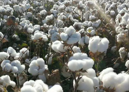 2021年夏直播棉生产技术指导意见（棉布生产流程）