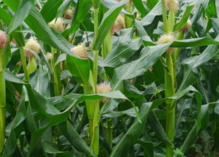 玉米可以套种什么农作物 玉米的增收方法是什么