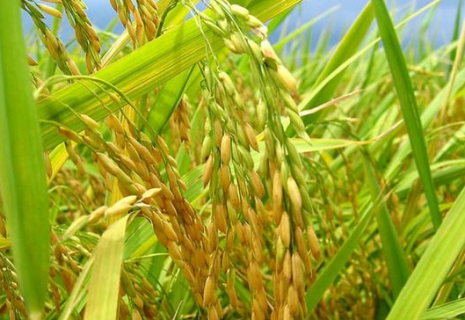 水稻倒春寒如何追肥打药 倒春寒对水稻育苗的危害