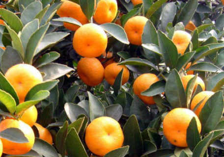 冬季柑橘果园重大病虫害防控（柑橘园病虫害综合防治方案）