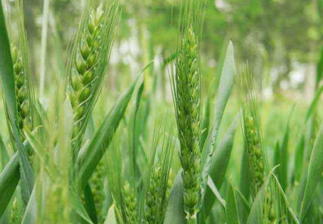 小麦春季种植管理方法是什么