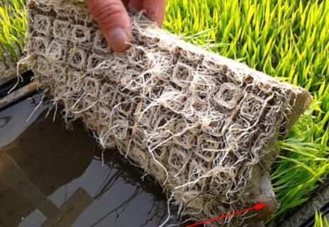 水稻育苗的方式有哪些 水稻的育苗技术