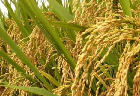 水稻增产增效推荐栽培技术模式