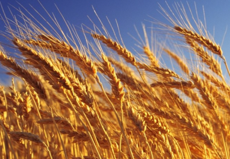小麦冻害的预防措施有哪些