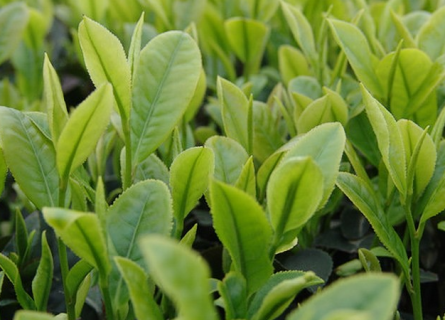 茶园种植高产方法是什么 茶园种植高产方法是什么样的